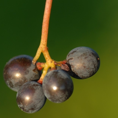Spaetburgunder ANT 1098